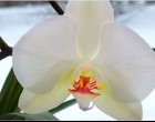Hogyan öntözzük az orchideát télen, hogy ne fázzon meg és minél előbb virágozzon?