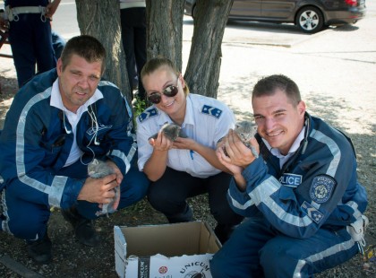 Dobozban az autópályára dobott kiscicákat mentettek a Pest megyei rendőrök - Megérdemlik, hogy név szerint is megemlítsük őket:Szolga Dávid főtörzsőrmester, és Soós Roland főtörzsőrmester!- ❤ Mennyi szívet adnátok a hős rendőröknek?
