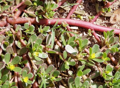 Ezt látod a kertedben? Ne húzd ki, megmondom, miért