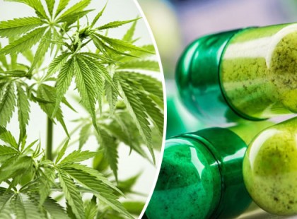 Remek videóban mutatják be a marihuána hatásait az emberi szervezetre