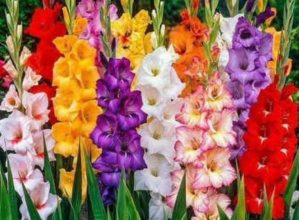 2018 as virághoroszkóp!Nézd meg mert, sok mindent megtudhatsz!