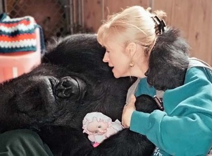 Ezt üzente az emberiségnek Koko, a most elhunyt “beszélő” gorilla – videón