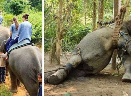 Sokkoló képek: ez a szomorú igazság az elefántos túrákkal kapcsolatban