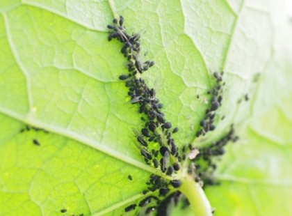 Hosszú ideig küzdöttem a levéltetvekkel, de ezek a módszerek végre segítettek! A növényeim végre csodálatosak!