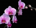 Hogyan mentsük meg az elhervadt orchideát?
