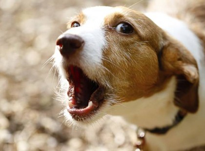 Megtiltotta az éjjeli kutyaugatást a bíróság