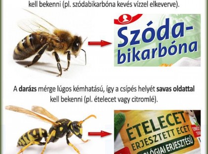A méhcsípésre tegyél szódabikarbónát, a darázs csípésre ecetet. Hasznos tippek, ha megcsípne