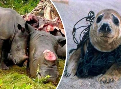 Nyugtalanító képek a természet borzasztó állapotáról - hogy lehetünk ennyire önzők és gyarlók?!