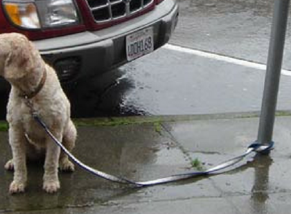 Ennek a szupermarketnek elege lett a kikötött kutyákból! Így EZT tették ellene!