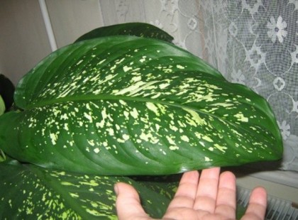 Pillanatok alatt képes megölni egy gyermeket ez a szobanövény.Egy édesanya hívja fel rá a figyelmet akit sajnos tragédia ért