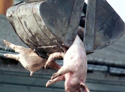 Aggasztó hírek:Már házisertésben is kimutatták a halálos afrikai sertéspestis vírusát