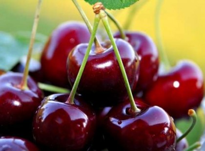 Ezt teszi a cseresznye a szervezeten belül. Ha ezt hamarabb tudtuk volna…