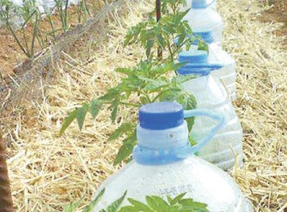 A kertész elárulta, mi a titka a nyári növény öntözésnek! Hogy én ezt miért nem tudtam eddig…