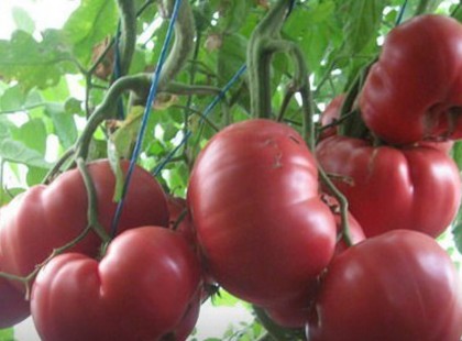 Ezzel a tápanyaggal gondozom a paradicsomot, gyönyörű nagyra nőnek és a betegségek se támadják meg őket!