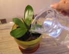 A szomszédasszonyomtól megtudtam végre, hogyan kell helyesen öntözni az orchideát!