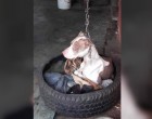 A kutyát megkötözték a fejénél fogva és mozdulni sem tudott - ekkor a szomszéd helyesen cselekszik