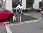 Videón, ahogy egy figyelmetlen autós kis híján elgázol egy vakvezető kutyát és gazdáját Budapesten