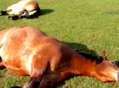 A lovak a kertben alszanak - mikor a gazdájuk közelebb megy óriásit nevet rajtuk