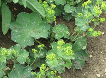 Ez az amit nem mond el a nőgyógyászod: ezzel a fűvel elkerülhető lenne a nőgyógyászati műtétek 80 százaléka