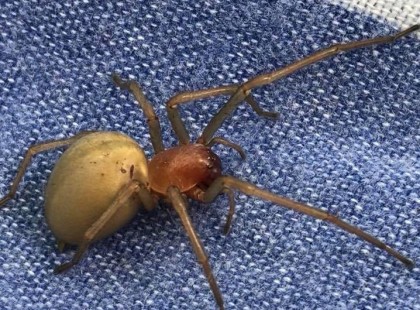 Mégis valós hír ! Magyarországon is megjelent a sárga dajkapók!