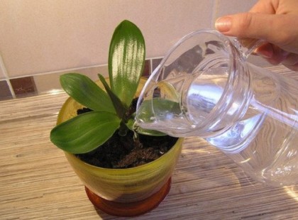 A szomszédasszonyomtól megtudtam végre, hogyan kell helyesen öntözni az orchideát!