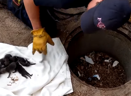 A tűzoltó 8 apró kis állatot ment ki a kútból - később rájön hogy azok nem kiskutyák