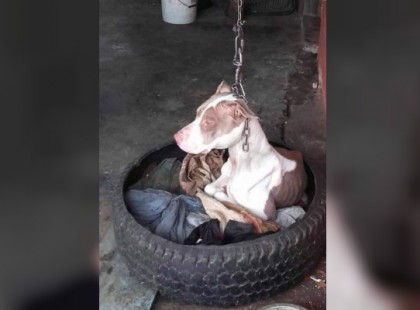 A kutyát megkötözték a fejénél fogva és mozdulni sem tudott - ekkor a szomszéd helyesen cselekszik