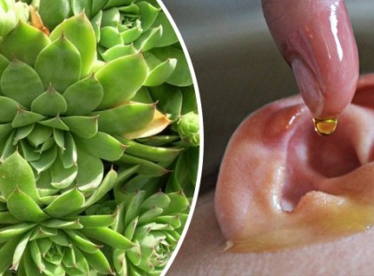 A magyar aloe vera csodát tesz a szervezeteddel: mutatjuk mennyi mindenre fel tudod használni!