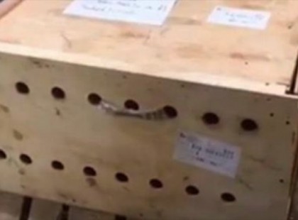 Ez a doboz 7 napig volt a reptéren - mikor megtudják mi van benne mindenki megdöbben