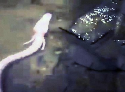 Igazi sárkánnyal találkozott egy barlangban, filmre is vette!