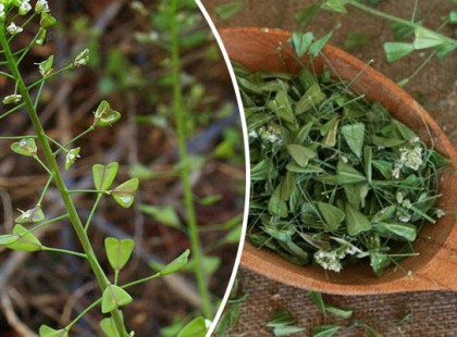 Sokan csak gyomként ismerik, valójában a természet igazi ajándéka rengeteg nyavalya ellen!