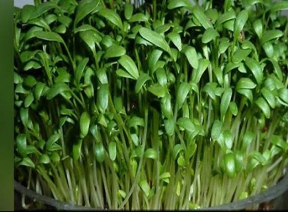 A növény, ami mindenre gyógyír, csak a halálra nem, mégsem tudott róla senki (MOSTANÁIG)!