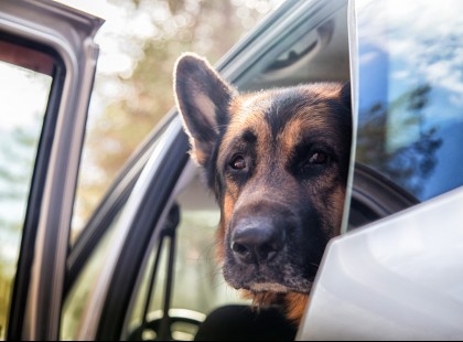 A rendőrkutyát egyedül hagyták a kocsiban - 2,5 óra múlva az állat meghalt
