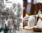 A fokhagyma az orchidea elixírje – egyetlen hónap alatt akár 50 virágot is hoz, ha ezt kipróbálod!