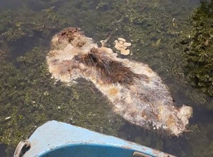 Tele van a Duna afrikai sertéspestisben elhullott sertéstetemekkel