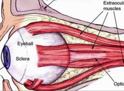 Azonnal javulni kezd a látásod, ha ezt a 7 ételt elkezded naponta enni