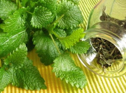 Ez a növény a hosszú élet titka: mutatjuk, hogyan használ, hogy egészséges és hosszú életed legyen