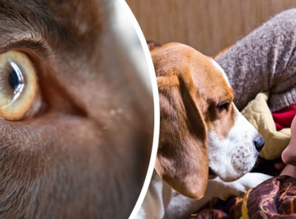 Elképesztő képességét fedezték fel a kutyáknak: ez már túlmutat a parapszichológián is!