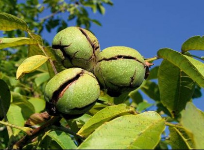 Hihetetlen, de ennyi mindenre megoldás a diófa levele! Szinte mindenre gyógyír.