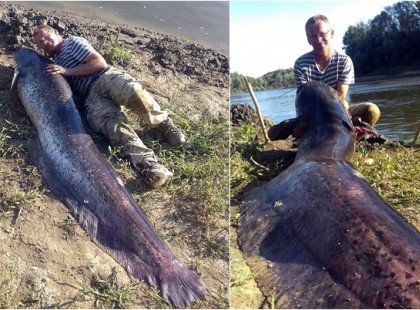 Brutális harcsát akasztottak a Tiszán