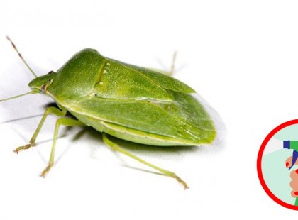 Büdös bogár invázió! Így védekezz ellenük.