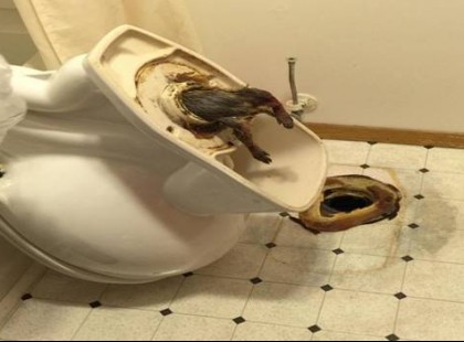 Ezért ne dobj soha ételmaradékokat a vécécsészébe! Minket meggyőzött!