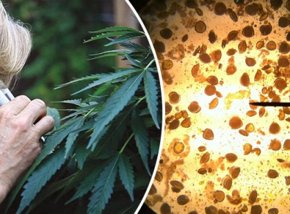 A kannabisz lehet az új fegyver a rettegett betegség ellen? Új, meggyőző laborvizsgálatok derítettek rá fényt!