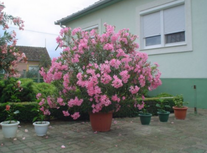 Gondoltad volna? Tévhitek a leander ápolásáról - Azt hiszed jót teszel, de helyette szinte megölöd! Ezután másképp fogod gondozni garantálom!