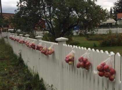 Norvégia: túl sok alma termett a kertben? Akaszd ki a kerítésre! - Sokszor egészen apró gesztusok határozzák meg, milyen egy adott társadalom!.....És Magyarországon??? Teljesen apró jelek mutatják meg milyen a társadalom!!! ....Szörnyű képet mutatnak a jelen pillanatba!!