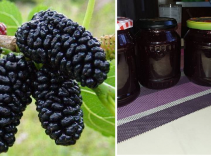 Sokan meg sem merik enni, pedig az egyik legegészségesebb magyar gyümölcs! Nem csak a termése, hanem a levele is aranyat ér! Megakadályozza a tumorképződést, jó a szívre és... - Érdemes tudni! Osszátok!