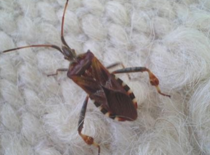 Ez nemrég repült be az ablakomon! Nagyon veszélyes rovar és egyre jobban terjed Magyarországon is! Ha ilyet látsz, menj tőle minél távolabb! Ezek a jelei, ha megcsípett: Osszátok!