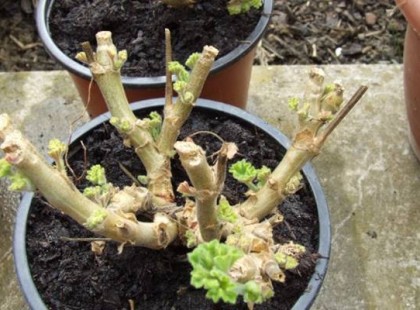 Így teleltesd a muskátlid, hogy tavasszal ismét virágba boruljon!