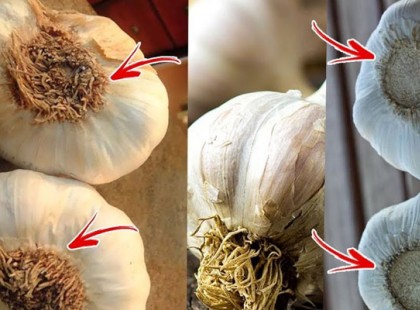 Figyeljetek nagyon oda: a kínai fokhagyma veszélyes és lehet, tele van méreganyagokkal!