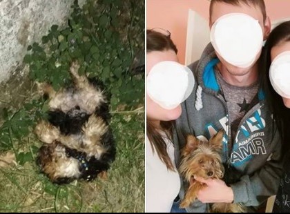 BOTRÁNY! KÜLÖNÖS KEGYETLENSÉGGEL AGYONVERTE AZ ÁRTATLAN 1 KILÓS YORKIT MAJD SZEMÉTKÉNT DOBTA EL‼️ NE ENGEDJÜK, HOGY ELTUSOLJÁK AZ ÜGYET! OSSZÁTOK!